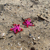 Red Full Bloom Flower Earrings